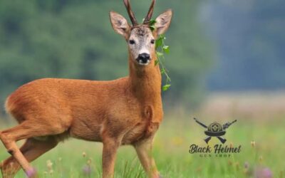 When is Iowa Shotgun Deer Season