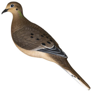 Avian X AVX-DOVE-6PK Full Body Dove Multi-Color 6 Pack