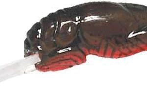 REB WEE CRAW 2" 1/5-TEXAS RED