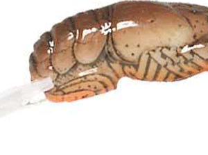 REB TEENY WEE CRAW 1/10-BROWN