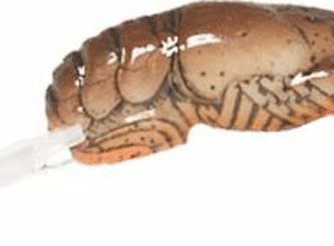 REB BIG CRAW  2 5/8" DITCH BROWN