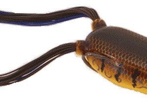 SPRO BRONZEYE FROG POPPER RED EAR